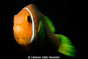 who is watching who? by Cipriano (ripli) Gonzalez 
